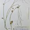Fotografia de herbário 1 da espécie Rumex induratus no Jardim Botânico UTAD