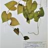 Fotografia de herbário 1 da espécie Fallopia convolvulus no Jardim Botânico UTAD
