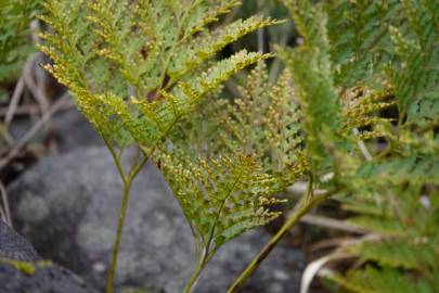 Fotografia da espécie Davallia canariensis