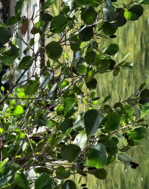 Fotografia 37 da espécie Alnus glutinosa no Jardim Botânico UTAD