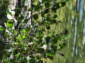 Fotografia da espécie Alnus glutinosa