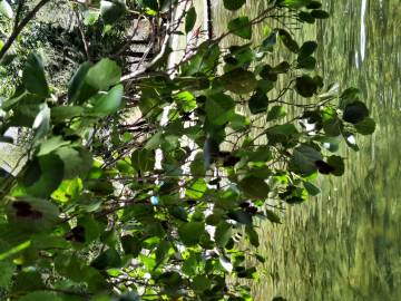 Fotografia da espécie Alnus glutinosa