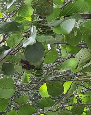 Fotografia 39 da espécie Alnus glutinosa no Jardim Botânico UTAD