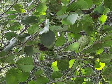 Fotografia da espécie Alnus glutinosa