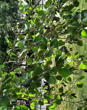 Fotografia 40 da espécie Alnus glutinosa no Jardim Botânico UTAD