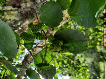 Fotografia da espécie Alnus glutinosa