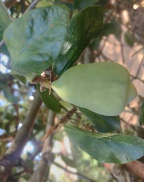 Fotografia 16 da espécie Ficus pumila no Jardim Botânico UTAD