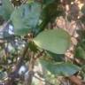 Fotografia 16 da espécie Ficus pumila do Jardim Botânico UTAD