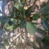 Fotografia 18 da espécie Ficus pumila do Jardim Botânico UTAD