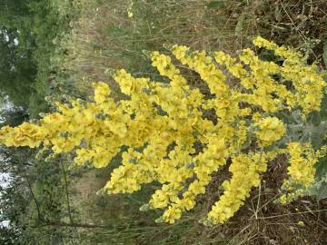 Fotografia da espécie Verbascum pulverulentum