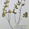 Fotografia de herbário 1 da espécie Geranium robertianum no Jardim Botânico UTAD