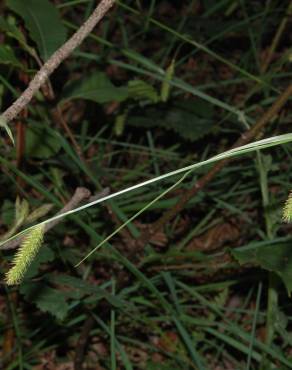 Fotografia 16 da espécie Carex laevigata no Jardim Botânico UTAD
