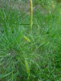 Fotografia da espécie Carex laevigata