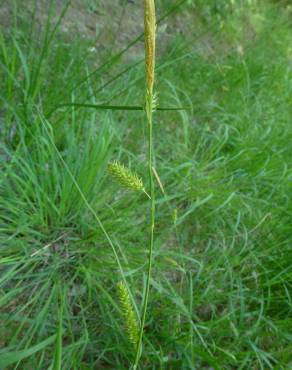 Fotografia 17 da espécie Carex laevigata no Jardim Botânico UTAD