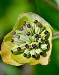 Bupleurum ranunculoides