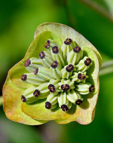 Fotografia de capa Bupleurum ranunculoides - do Jardim Botânico