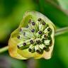 Fotografia 1 da espécie Bupleurum ranunculoides do Jardim Botânico UTAD