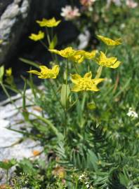 Fotografia da espécie Bupleurum ranunculoides