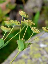 Fotografia da espécie Bupleurum ranunculoides