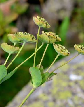 Fotografia 3 da espécie Bupleurum ranunculoides no Jardim Botânico UTAD