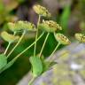 Fotografia 3 da espécie Bupleurum ranunculoides do Jardim Botânico UTAD