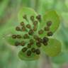 Fotografia 4 da espécie Bupleurum ranunculoides do Jardim Botânico UTAD