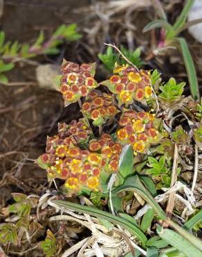 Fotografia 5 da espécie Bupleurum ranunculoides no Jardim Botânico UTAD