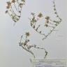 Fotografia de herbário 1 da espécie Thymus mastigophorus no Jardim Botânico UTAD
