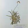 Fotografia de herbário 1 da espécie Plantago albicans no Jardim Botânico UTAD