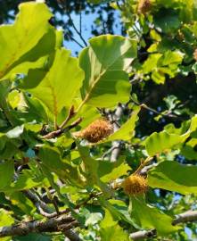 Fotografia da espécie Fagus sylvatica