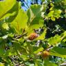 Fotografia 12 da espécie Fagus sylvatica do Jardim Botânico UTAD