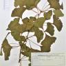 Fotografia de herbário 1 da espécie Ginkgo biloba no Jardim Botânico UTAD