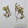 Fotografia de herbário 1 da espécie Echinospartum horridum no Jardim Botânico UTAD