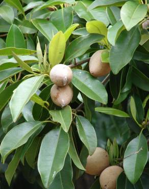 Fotografia 6 da espécie Manilkara zapota no Jardim Botânico UTAD