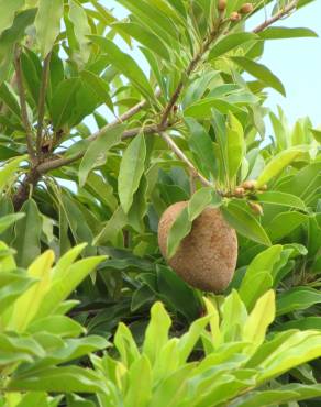 Fotografia 7 da espécie Manilkara zapota no Jardim Botânico UTAD