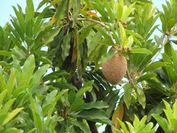 Fotografia da espécie Manilkara zapota