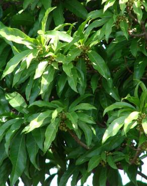 Fotografia 9 da espécie Manilkara zapota no Jardim Botânico UTAD