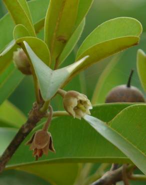 Fotografia 11 da espécie Manilkara zapota no Jardim Botânico UTAD