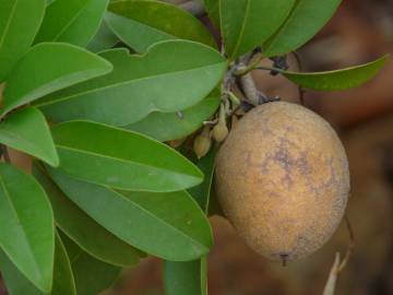 Fotografia da espécie Manilkara zapota