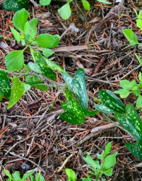 Fotografia 15 da espécie Smilax aspera no Jardim Botânico UTAD