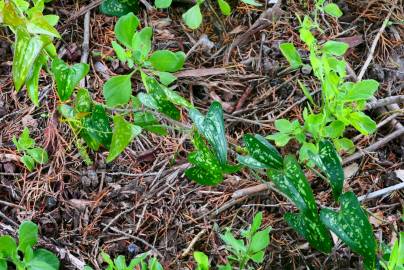 Fotografia da espécie Smilax aspera