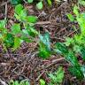 Fotografia 15 da espécie Smilax aspera do Jardim Botânico UTAD