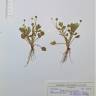 Fotografia de herbário 1 da espécie Ranunculus trilobus no Jardim Botânico UTAD