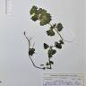 Fotografia de herbário 1 da espécie Lamium hybridum no Jardim Botânico UTAD