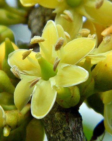 Fotografia de capa Sideroxylon foetidissimum - do Jardim Botânico