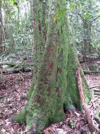 Fotografia da espécie Sideroxylon foetidissimum