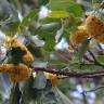 Fotografia 4 da espécie Sideroxylon foetidissimum do Jardim Botânico UTAD