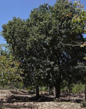 Fotografia 9 da espécie Sideroxylon foetidissimum no Jardim Botânico UTAD