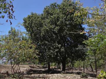 Fotografia da espécie Sideroxylon foetidissimum