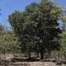 Fotografia 9 da espécie Sideroxylon foetidissimum do Jardim Botânico UTAD